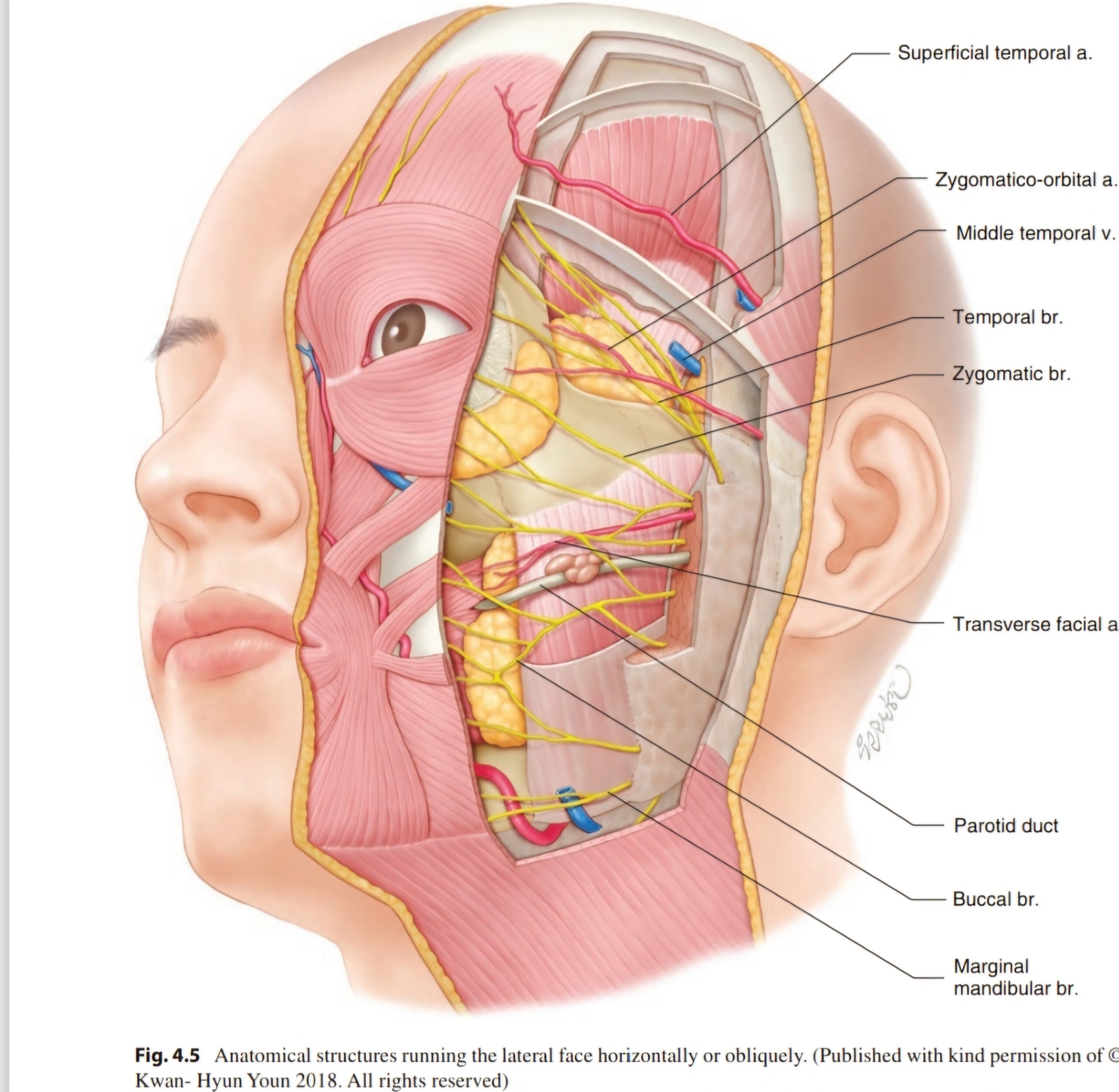 facial harmonization