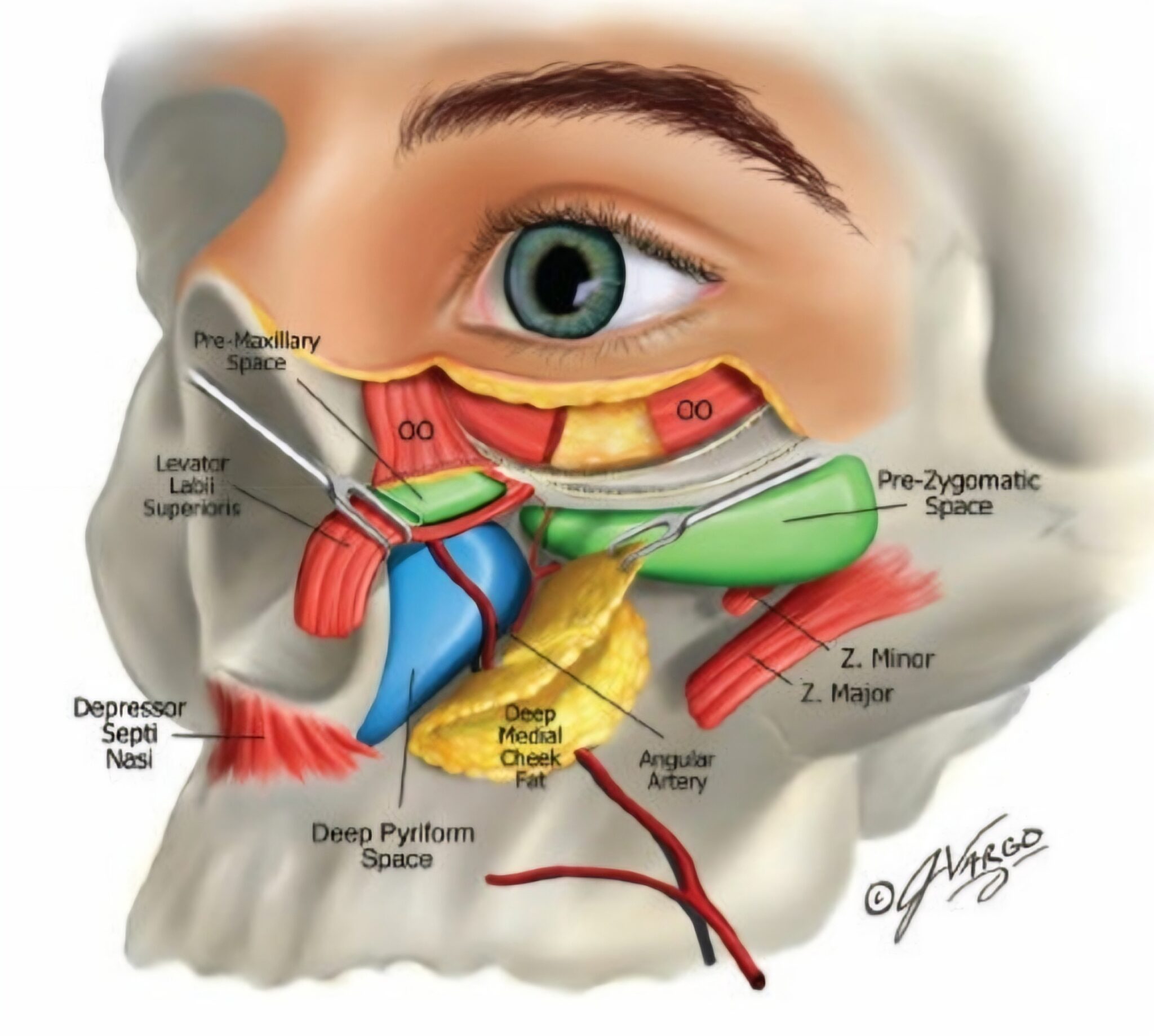 periorbital fats