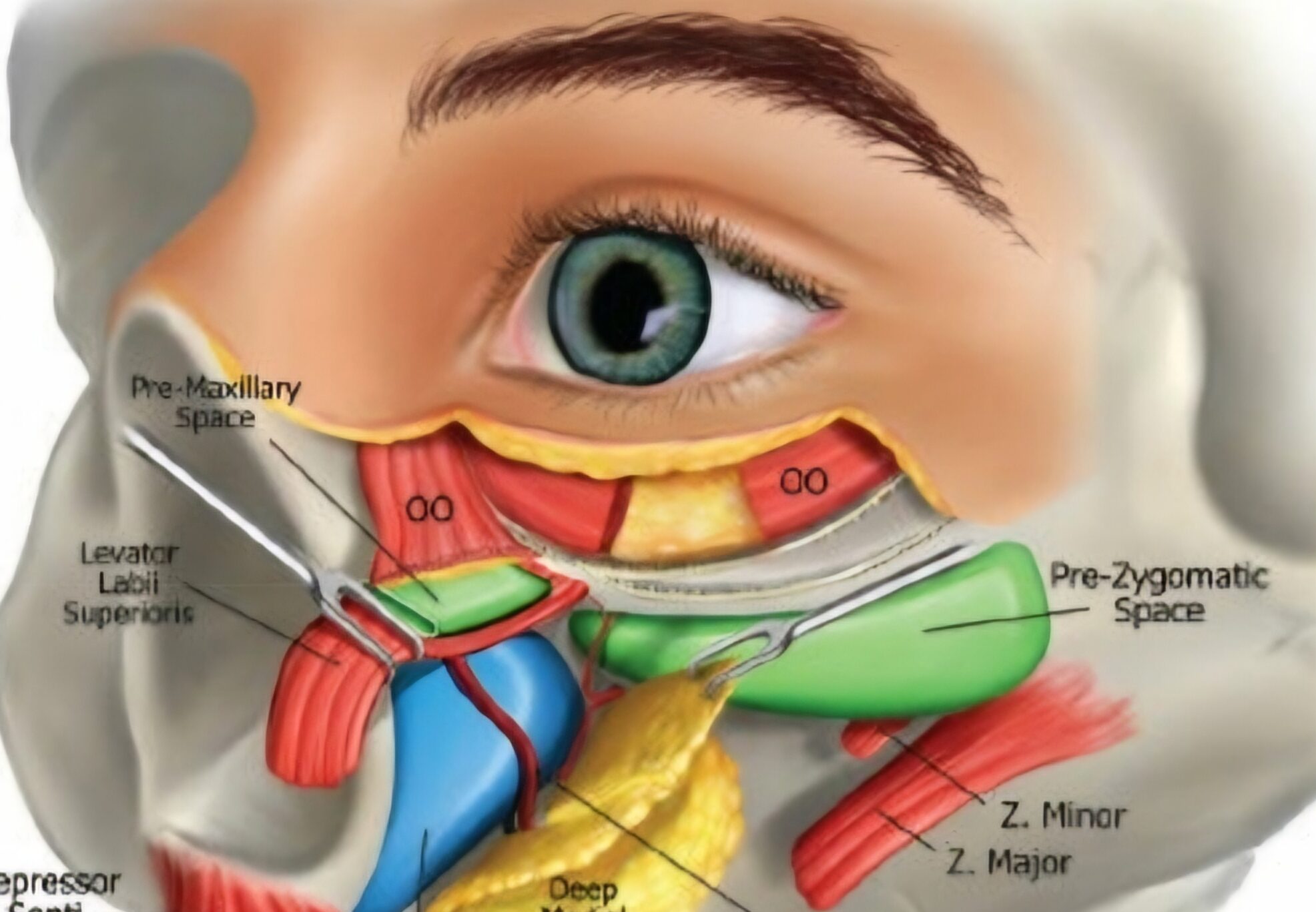 periorbital fats