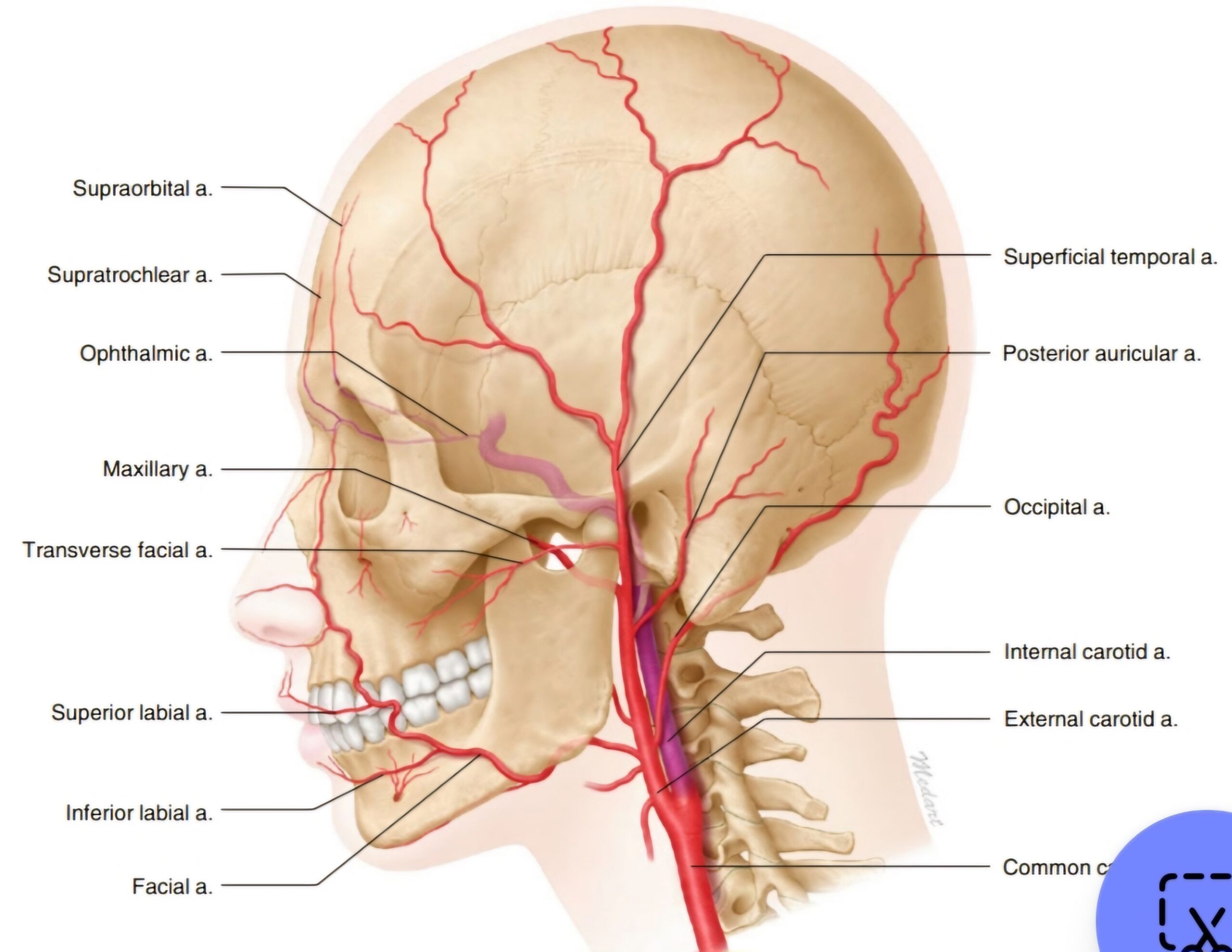 facial anatomy at thread lift